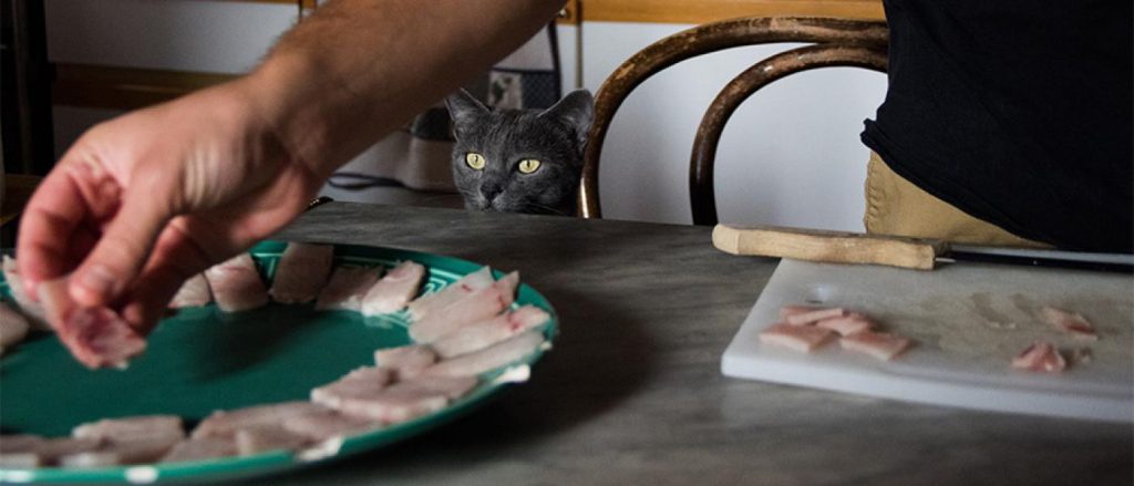 cat looking at fish