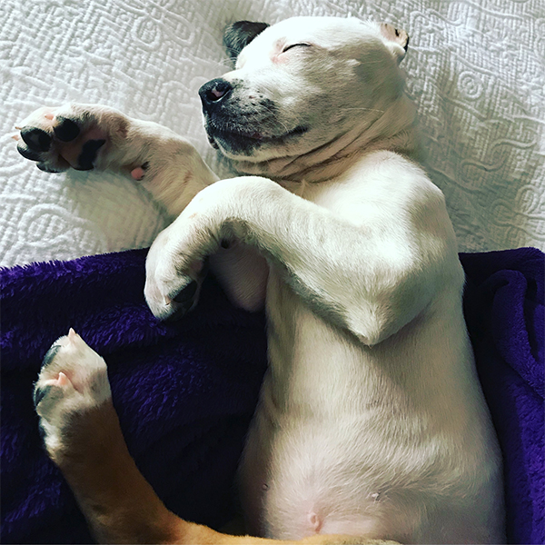 sleeping puppy